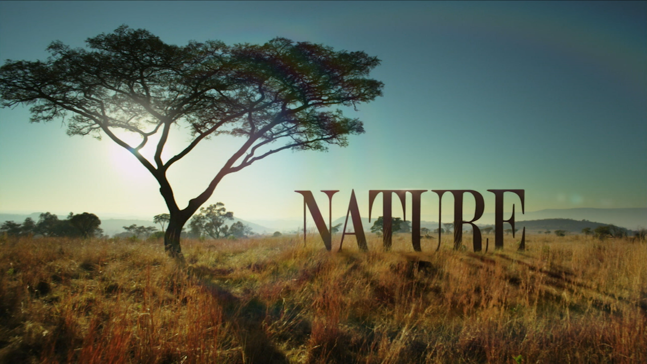 Nature logo with an acacia tree image